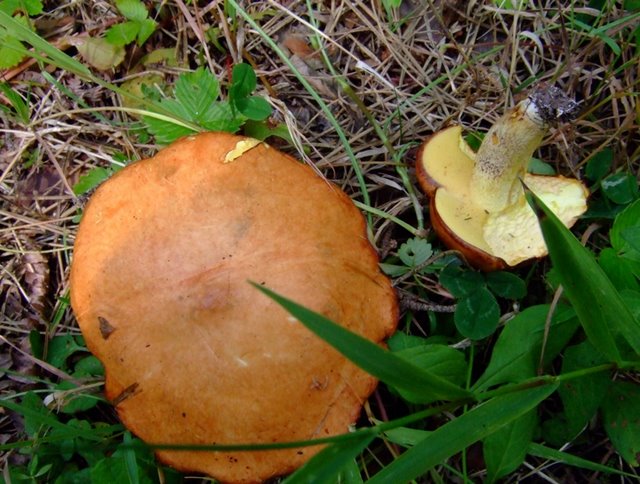 PorteBaudet Suillus granulatus ev